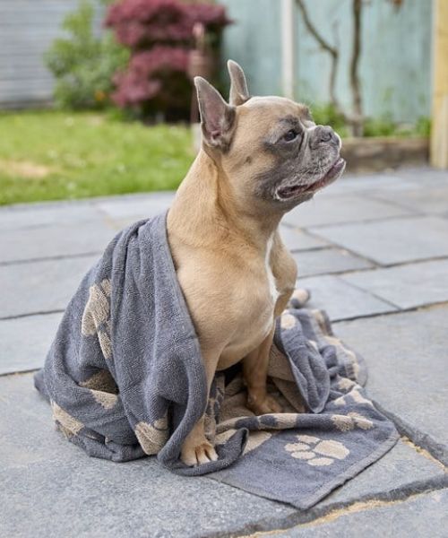 Jumbo Terry Dog Towel (with Embroidery)